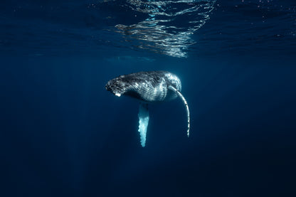 Mo'orea Whale Retreat 2026