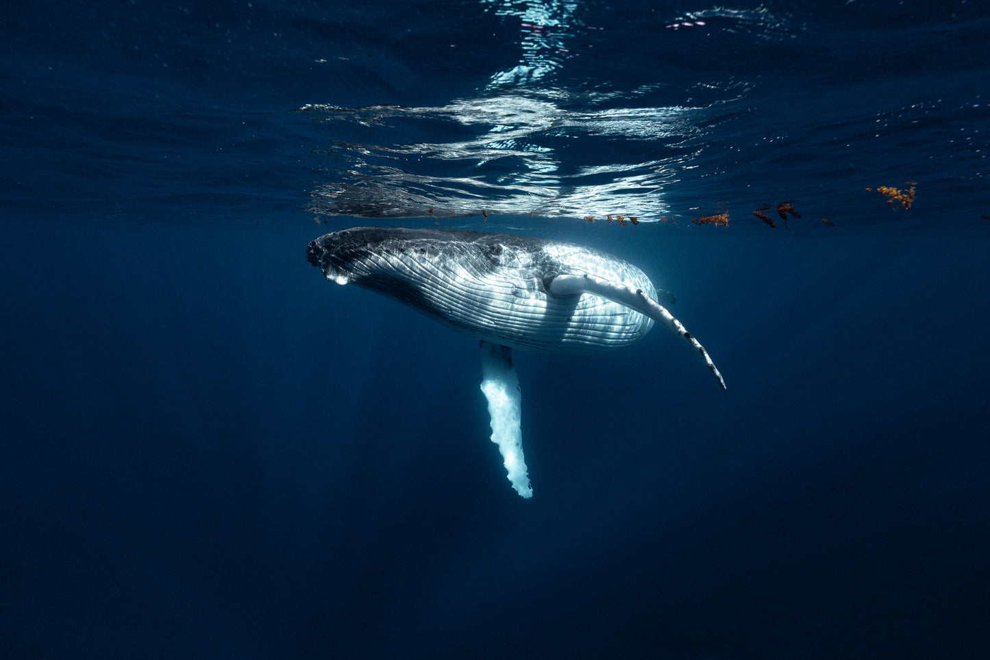 Mo'orea Whale Retreat 2026