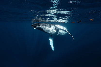 Mo'orea Whale Retreat 2026