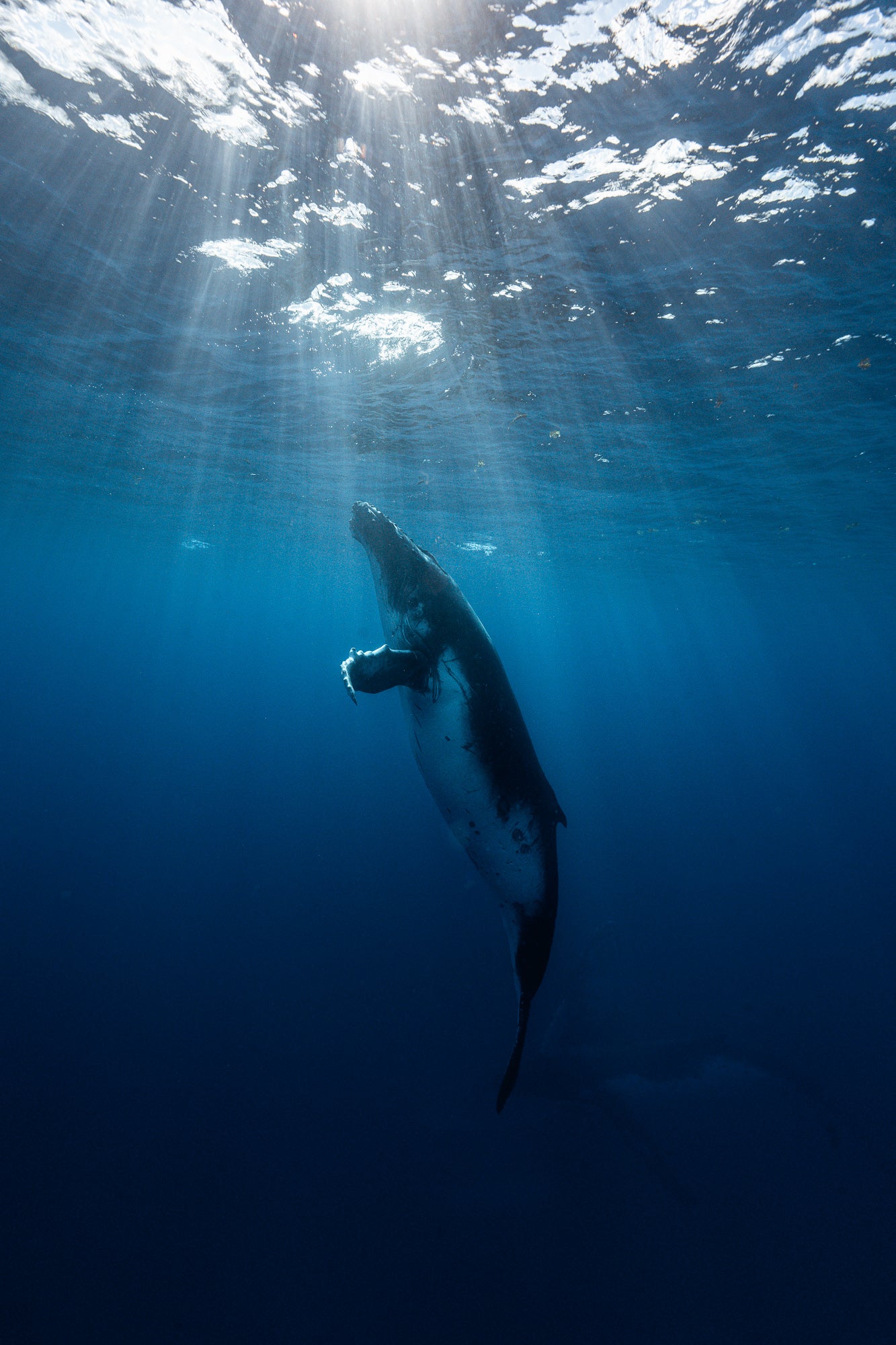 Mo'orea Whale Retreat 2026
