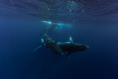 Mo'orea Whale Retreat 2026
