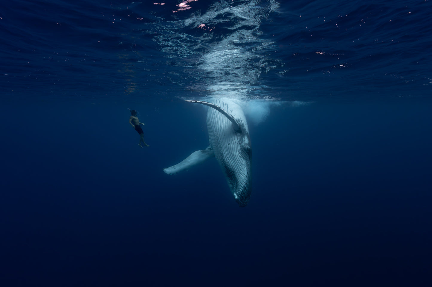 Mo'orea Whale Retreat 2026