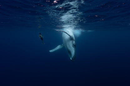 Mo'orea Whale Retreat 2026
