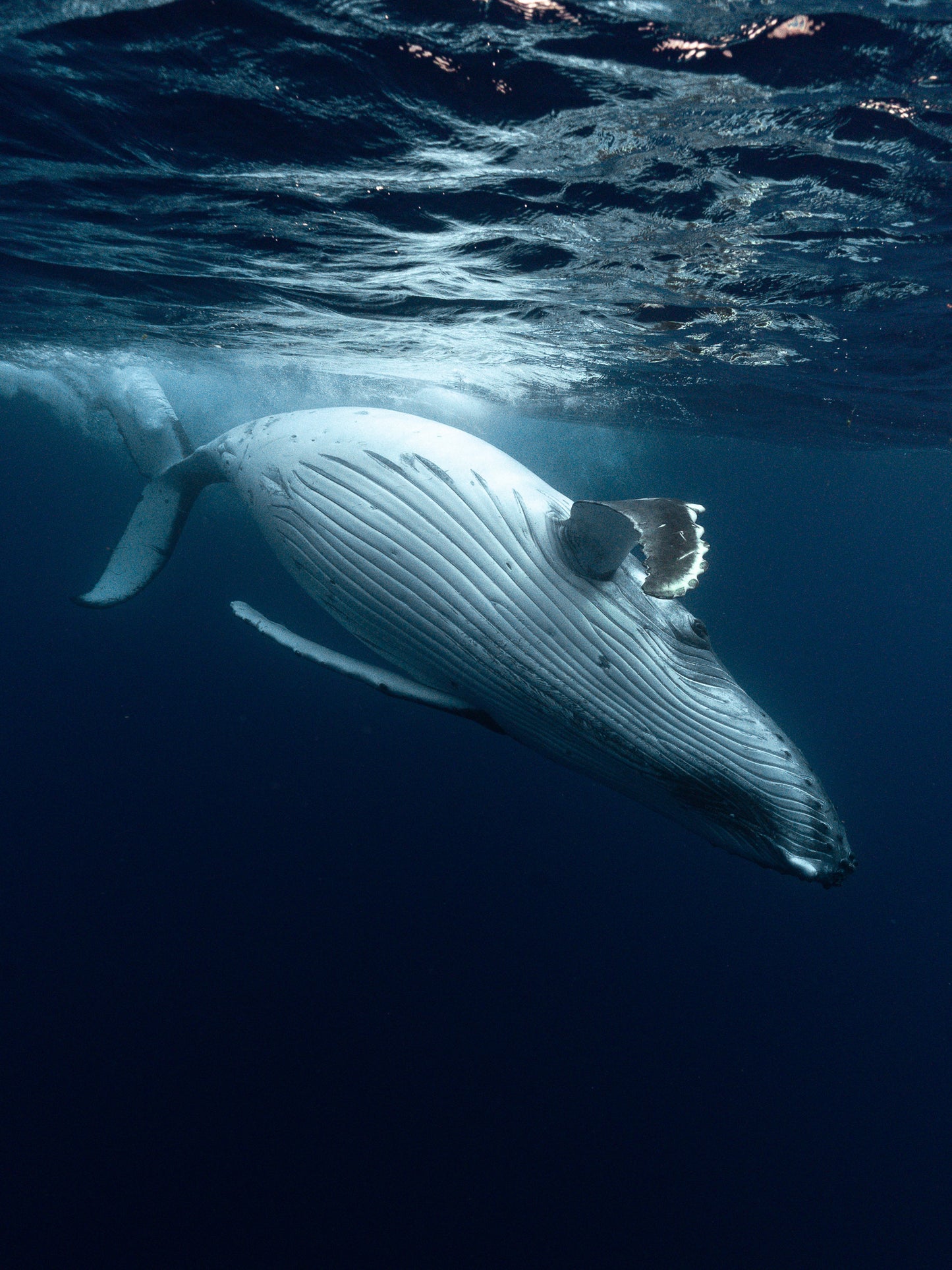 Mo'orea Whale Retreat 2026