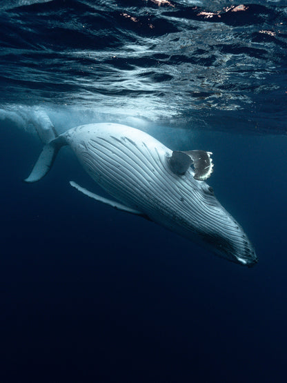 Mo'orea Whale Retreat 2026