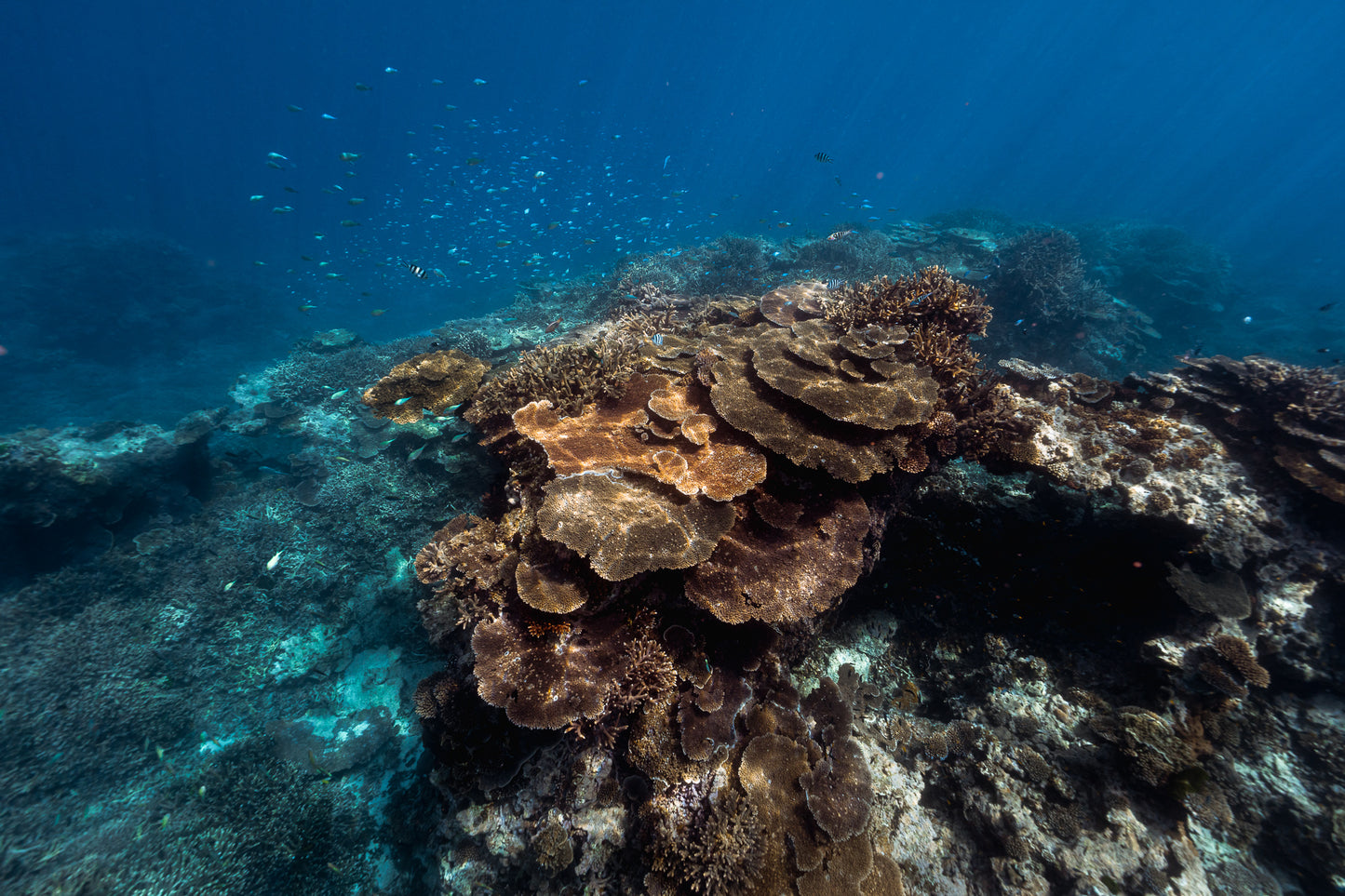 Lady Elliot Island Turtle Hatchling Expedition - February 2026