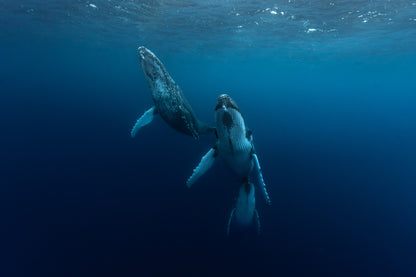 Mo'orea Whale Retreat 2026