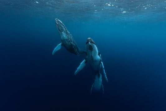 Mo'orea Whale Retreat 2026
