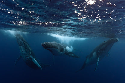 Mo'orea Whale Retreat 2026