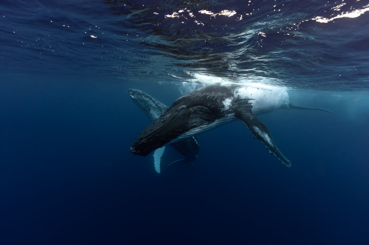 Mo'orea Whale Retreat 2026