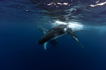 Mo'orea Whale Retreat 2026