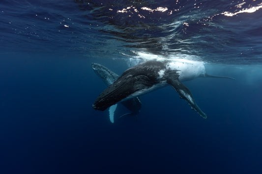 Mo'orea Whale Retreat 2026