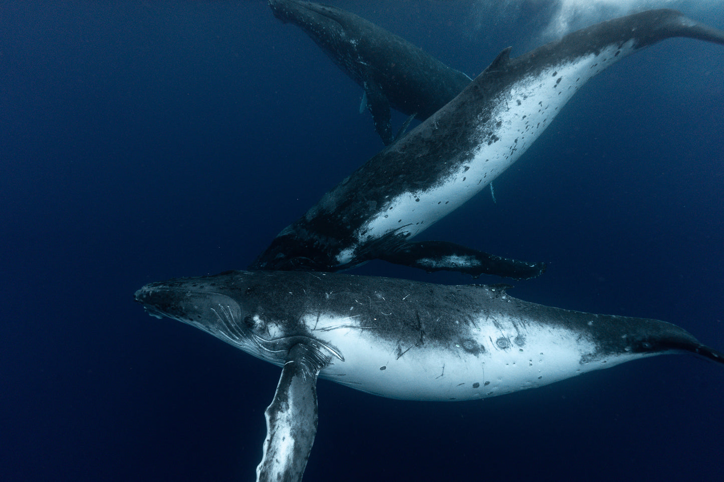 Mo'orea Whale Retreat 2026