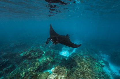Lady Elliot Island Photography Workshop - July 2026