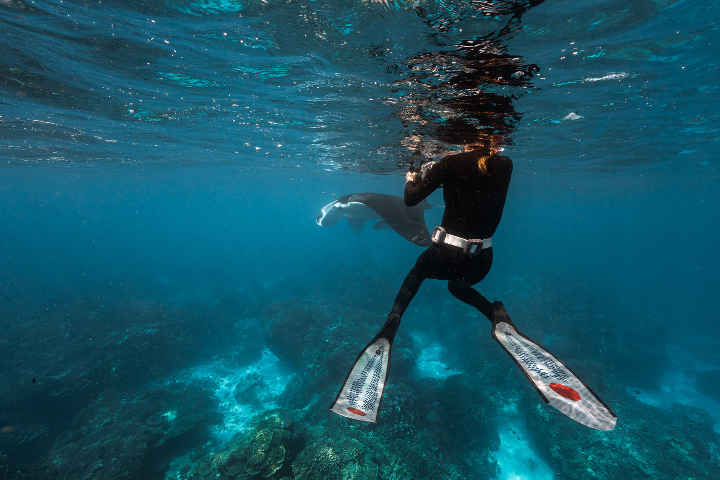 Lady Elliot Island Turtle Hatchling Expedition - February 2026