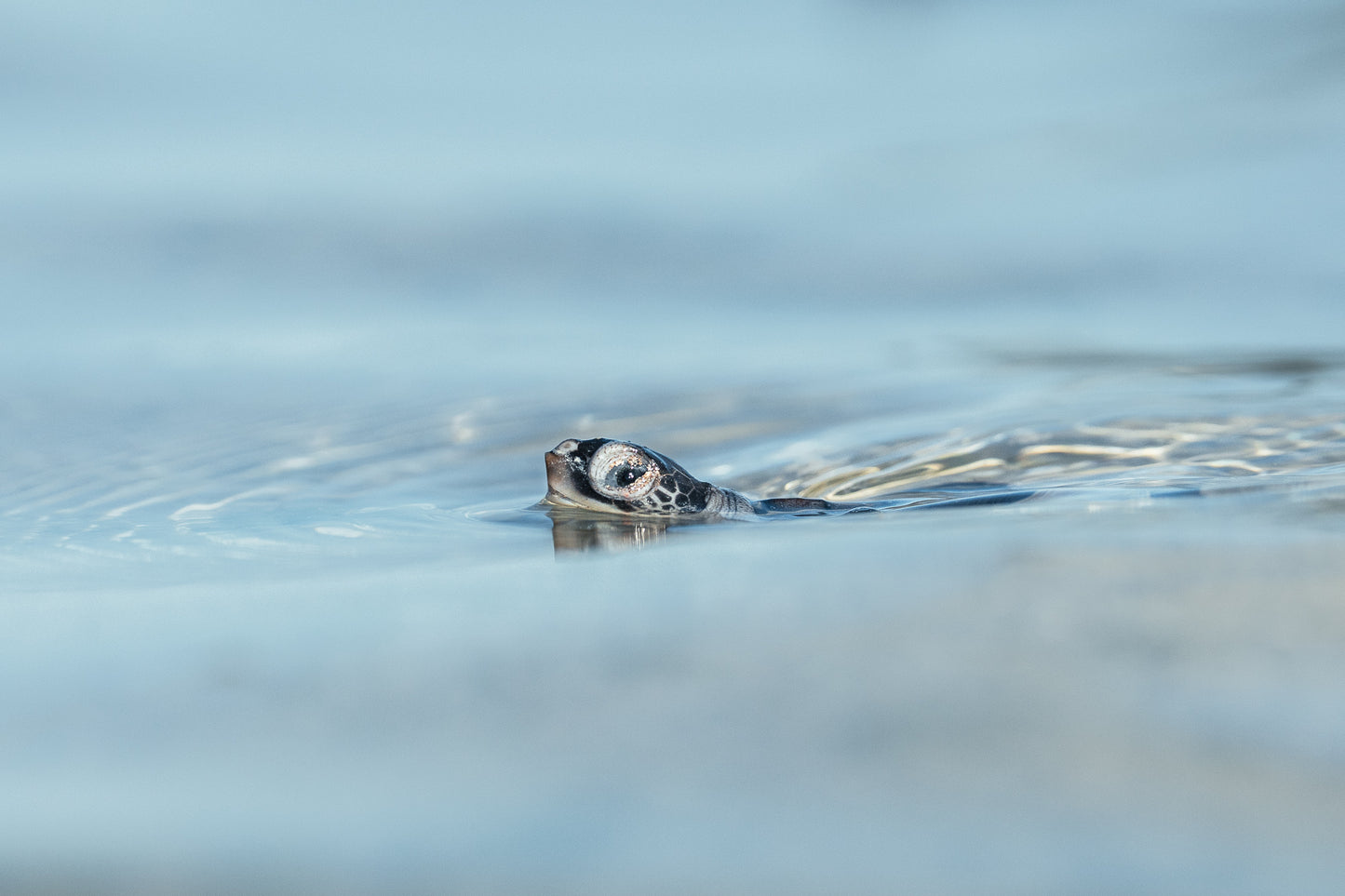 Lady Elliot Island Turtle Hatchling Expedition - February 2026