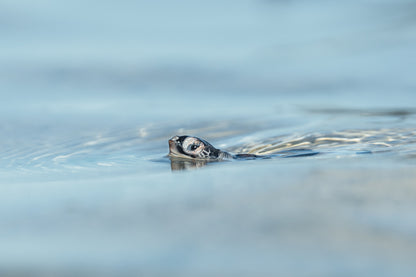 Lady Elliot Island Turtle Hatchling Expedition - February 2026