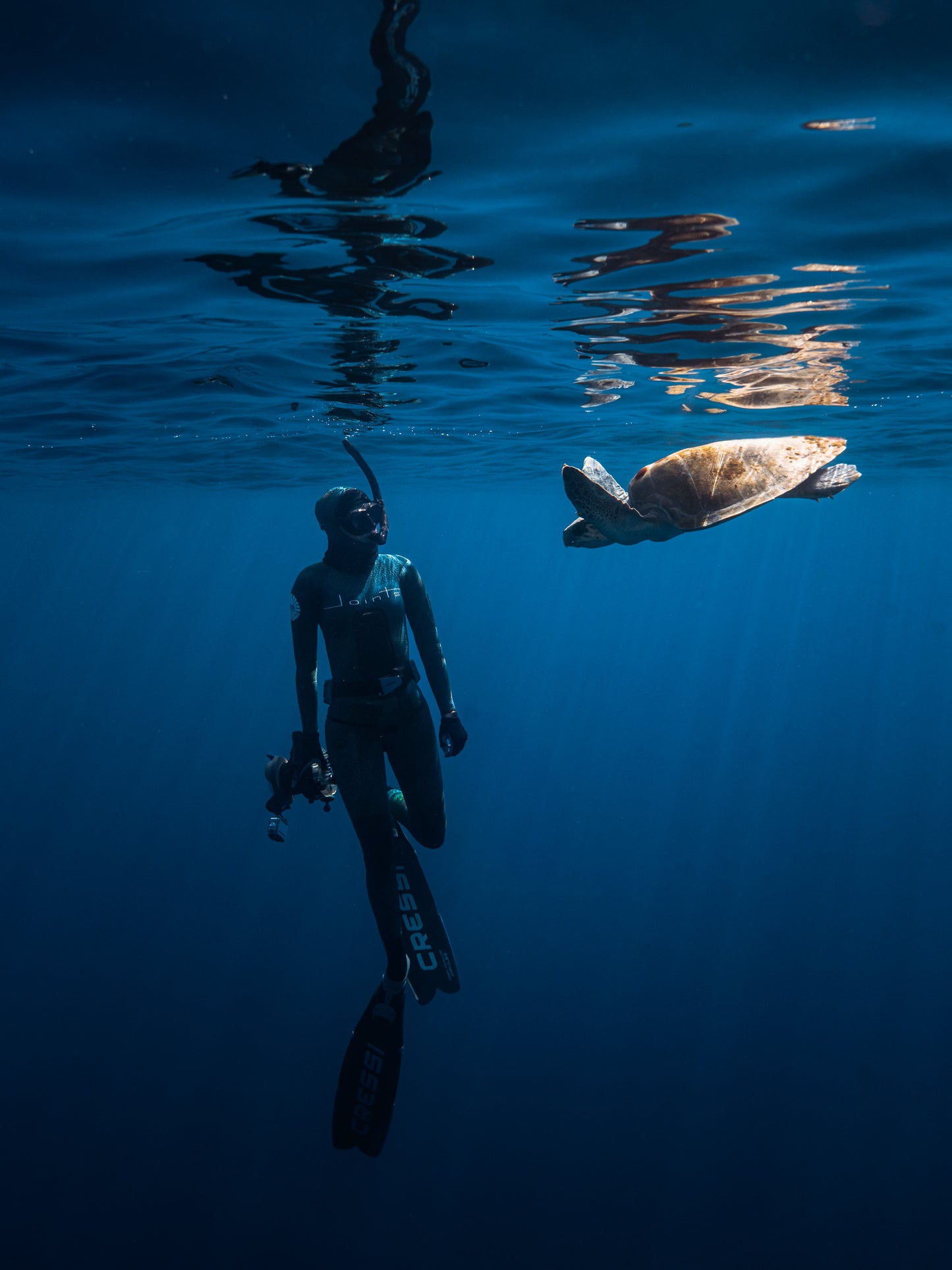 Baja Mobulas and Cetaceans Workshop 2026