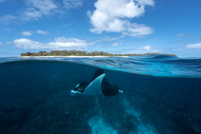 Lady Elliot Island Turtle Hatchling Expedition - February 2026