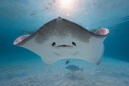 Mo'orea Whale Retreat 2026