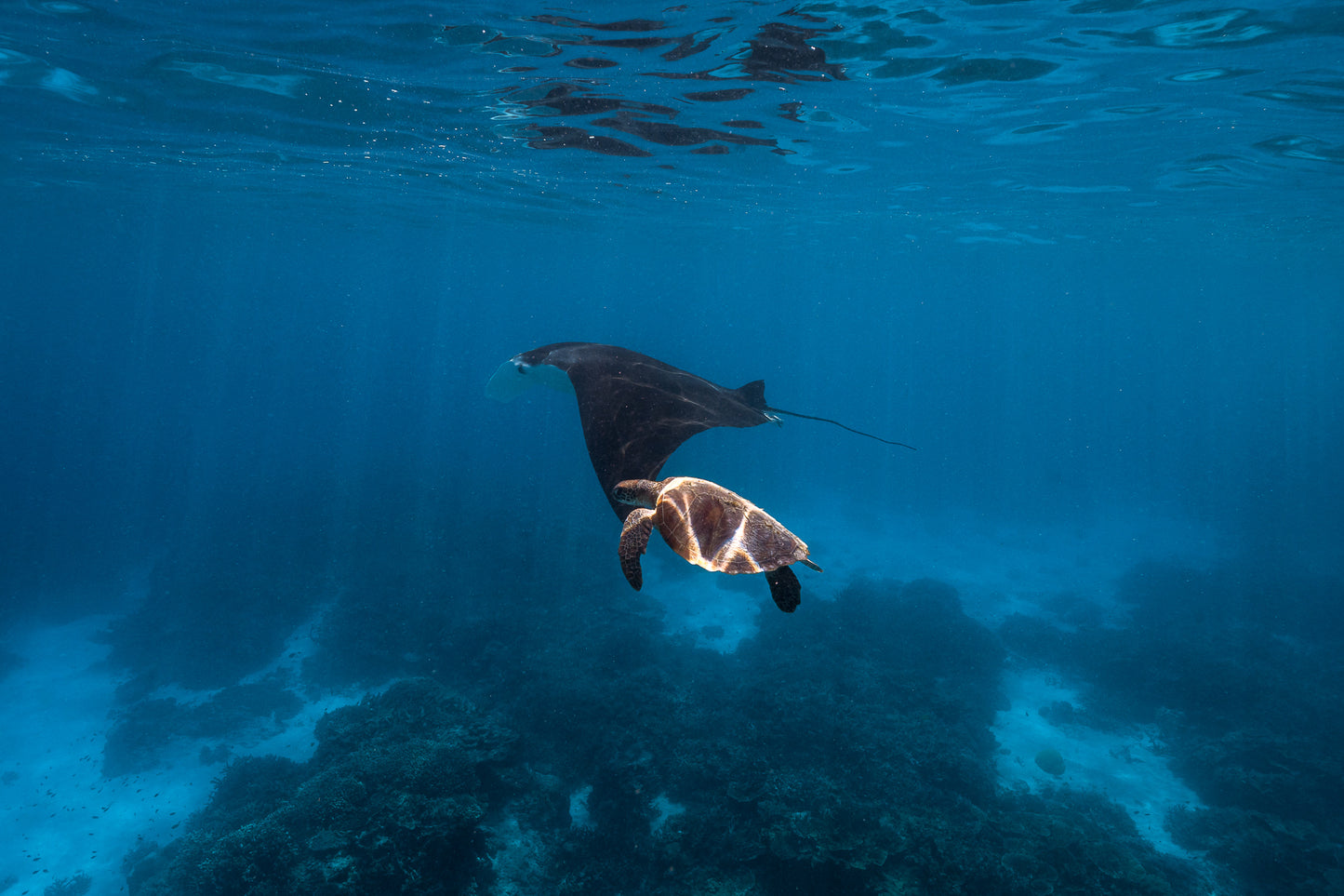 Lady Elliot Island Turtle Hatchling Expedition - February 2026