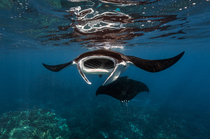 Lady Elliot Island Turtle Hatchling Expedition - February 2026