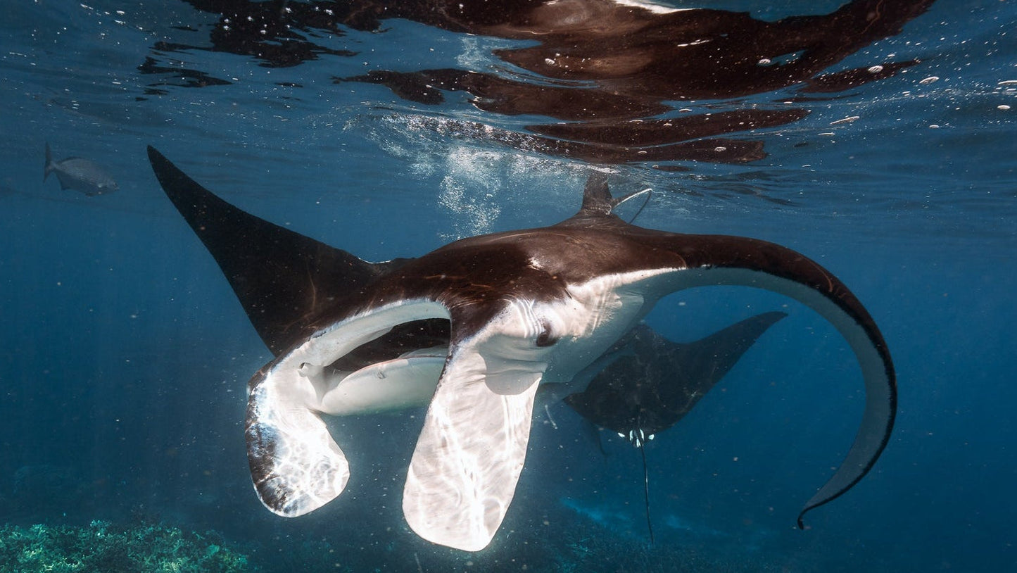 Lady Elliot Island Photography Workshop - July 2026