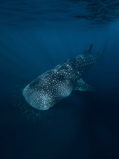 Baja Mobulas and Cetaceans Workshop 2026