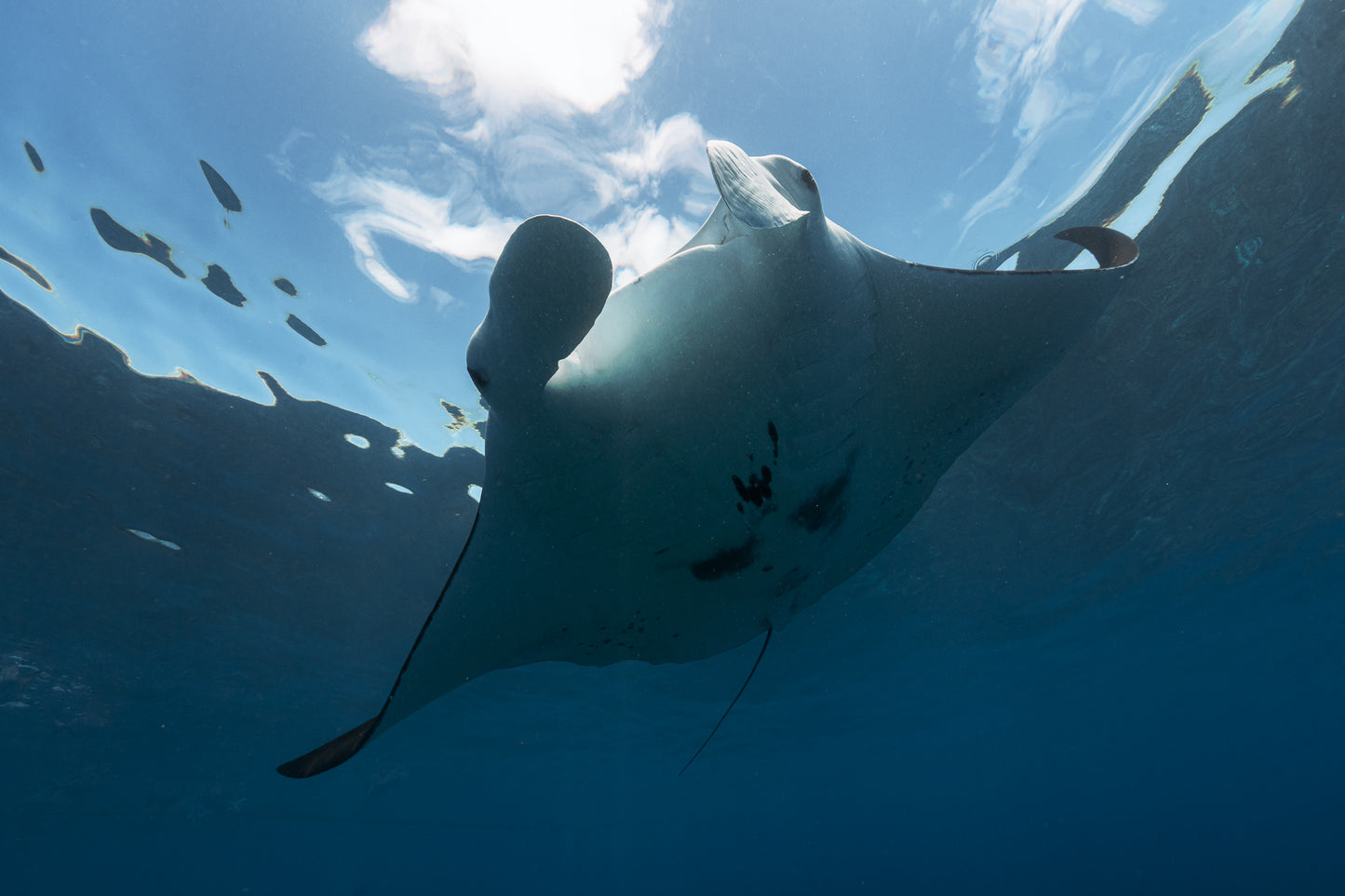 Lady Elliot Island Turtle Hatchling Expedition - February 2026