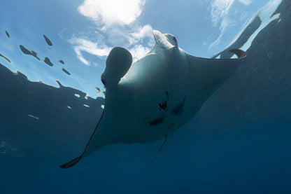 Lady Elliot Island Turtle Hatchling Expedition - February 2026