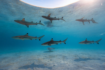 Mo'orea Whale Retreat 2026