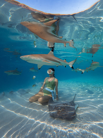 Mo'orea Whale Retreat 2026
