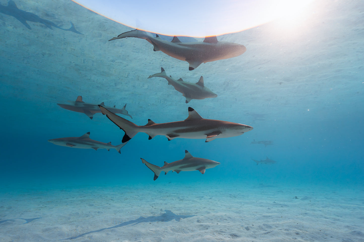 Mo'orea Whale Retreat 2026
