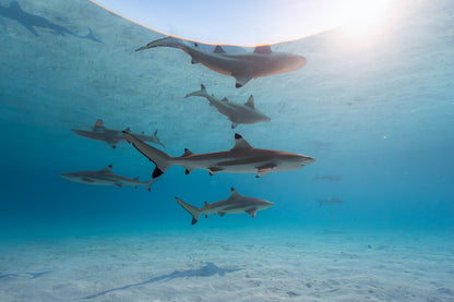 Mo'orea Whale Retreat 2026