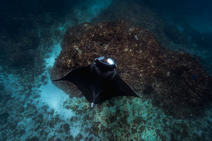 Julian Rocks Leopard Shark and Manta Ray Workshop