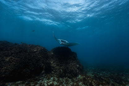 Julian Rocks Leopard Shark and Manta Ray Workshop