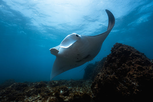 Julian Rocks Leopard Shark and Manta Ray Workshop