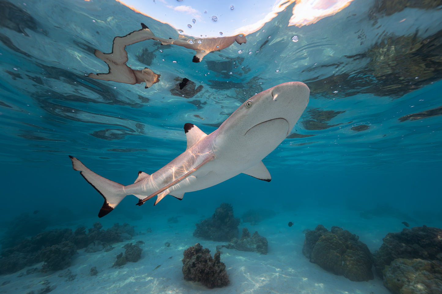 Mo'orea Whale Retreat 2026