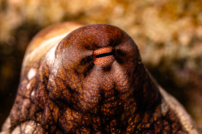 Lady Elliot Island Turtle Hatchling Expedition - February 2026