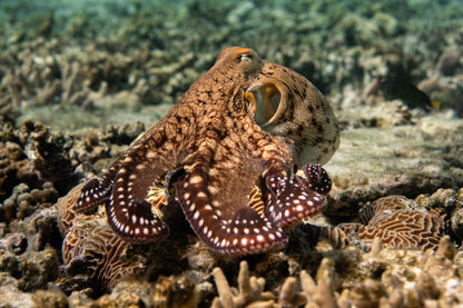 Lady Elliot Island Turtle Hatchling Expedition - February 2026