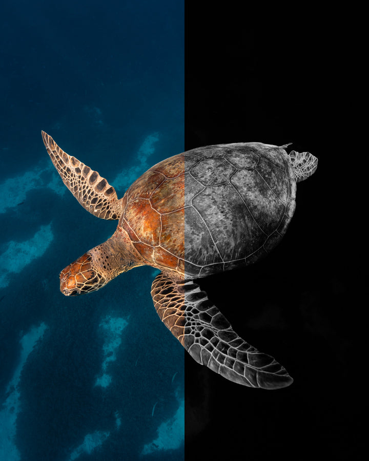 The Underwater Preset Collection