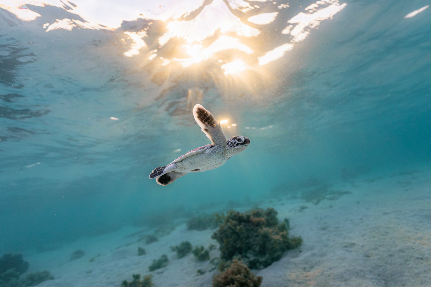 Lady Elliot Island Turtle Hatchling Expedition - February 2026