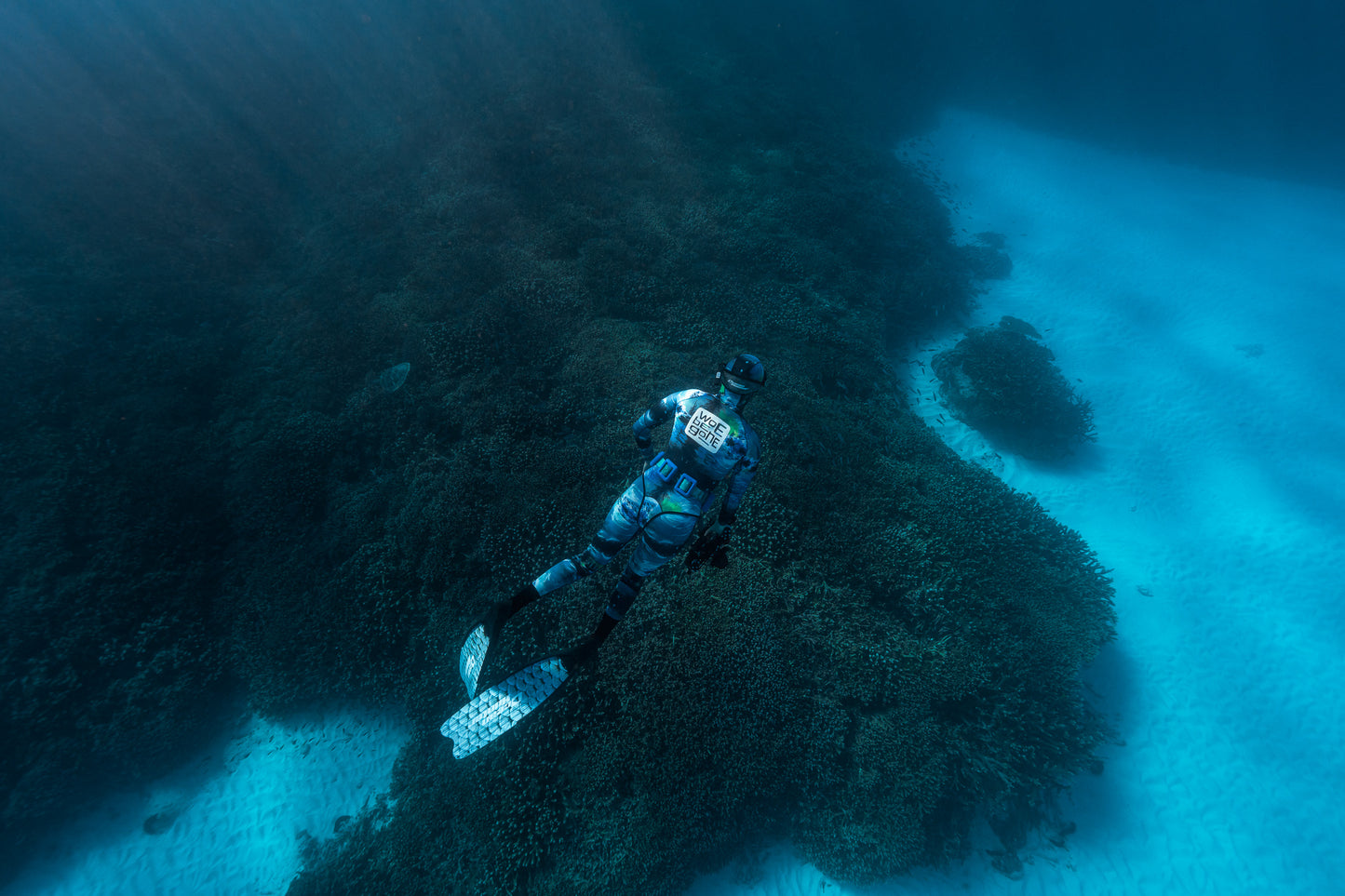 Lady Elliot Island Turtle Hatchling Expedition - February 2026