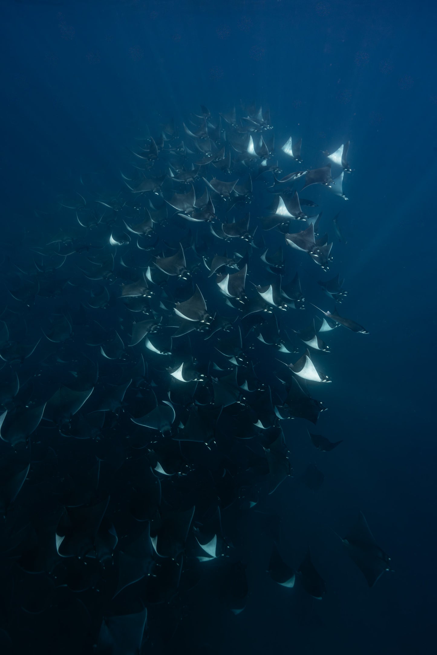 Baja Mobulas and Cetaceans Workshop 2026