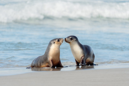 Sea Lion Kisses