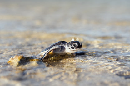 Lady Elliot Island Turtle Hatchling Expedition - February 2026