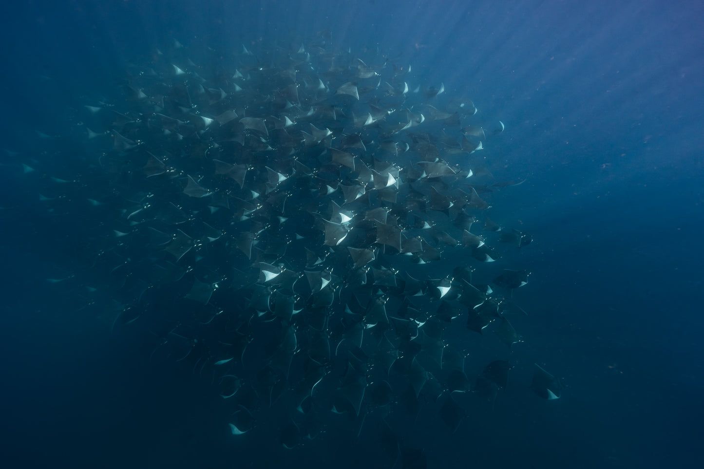 Baja Mobulas and Cetaceans Workshop 2026