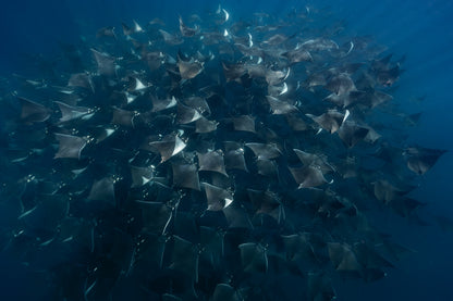 Baja Mobulas and Cetaceans Workshop 2026