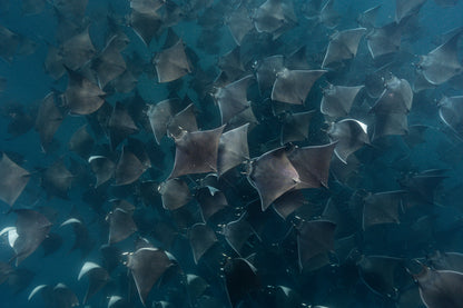 Baja Mobulas and Cetaceans Workshop 2026