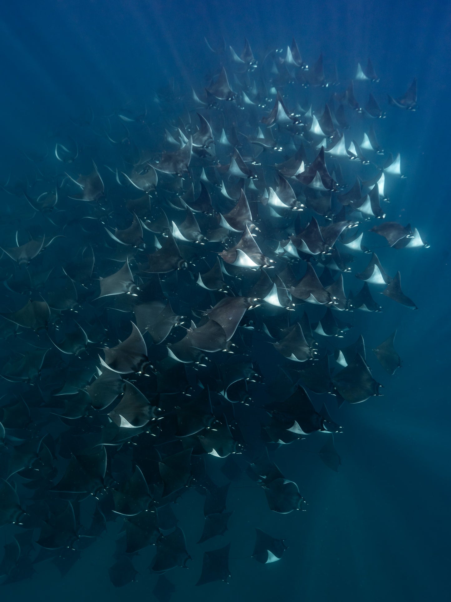 Baja Mobulas and Cetaceans Workshop 2026